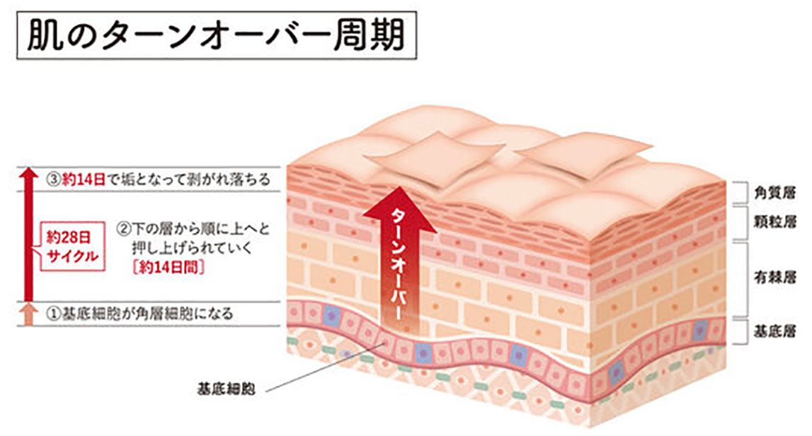 肌のターンオーバー周期